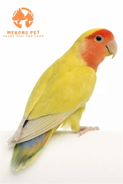 bán vẹt lovebird màu vàng tại tphcm